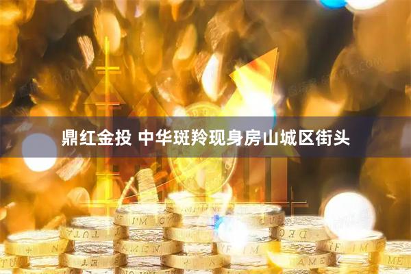 鼎红金投 中华斑羚现身房山城区街头